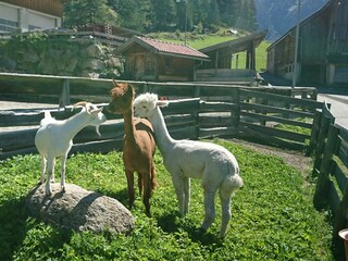 Unser Streichelzoo mit Ziegen und Alpakas