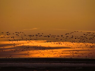 Gänse im Sonnenuntergang