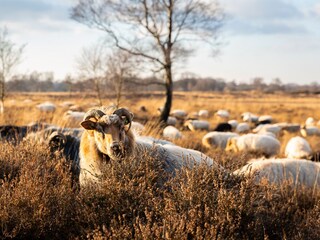 Casa per le vacanze Drijber Ambiente 30