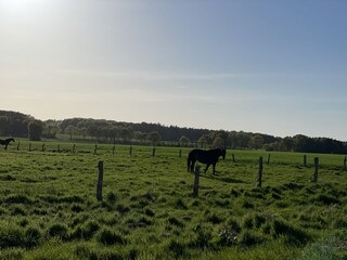 Pferde in der Umgebung (Reiterhof 800m entfernt)