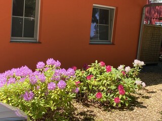 Holiday house Prerow Outdoor Recording 8