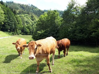 Appartamento per vacanze Lautenbach Ambiente 15