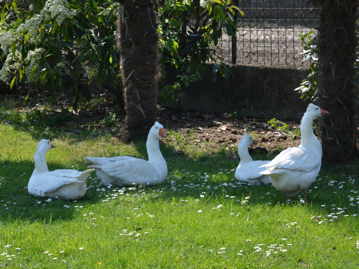 Gänse beim "Mähen&lt;2