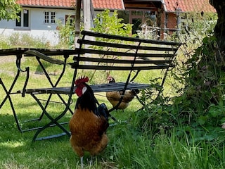 Öfter mal frische Eier...