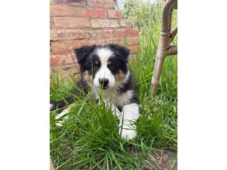 Hofhund Buddy - als Welpe 2025