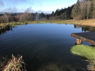 Blick auf den Weiher auf der benachbarten Wiese