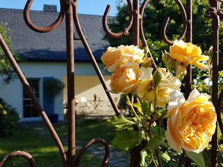 Blick in den Garten
