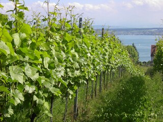 Hiking through the vineyards