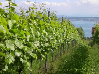 Wandern durch die Weinberge