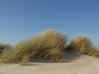 Die Dünen in wenigen Gehminuten sind sie dort!