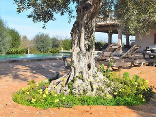 Cottage Sineu Outdoor Recording 8