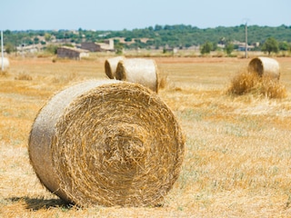 Landhaus Sa Pobla  56