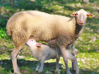 Landhaus Muro Umgebung 27