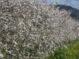 Holiday house Santa Margalida Environment 39