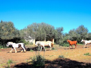 Cottage Son Serra de Marina Environment 27