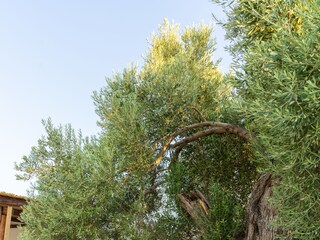 Villa Pitsidia Grabación al aire libre 10