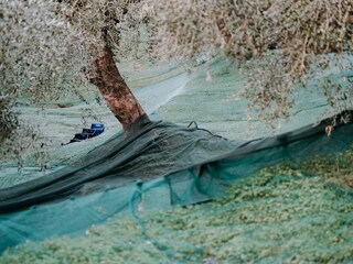 Appartamento per vacanze Diano San Pietro Ambiente 20