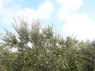 Olive tree