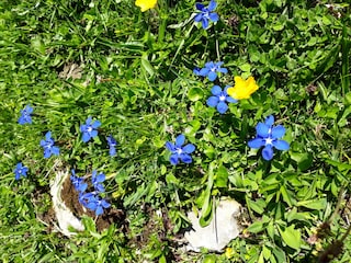 Vakantieappartement Egg in Vorarlberg Buitenaudio-opname 5