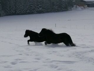 Unsere Islandpferde im Schnee