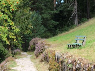 Wanderweg im Schwarzwald