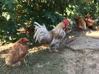 Appartamento per vacanze Nestelbach bei Graz Ambiente 18