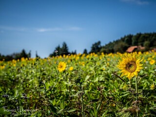 Appartamento per vacanze Nestelbach bei Graz Ambiente 19