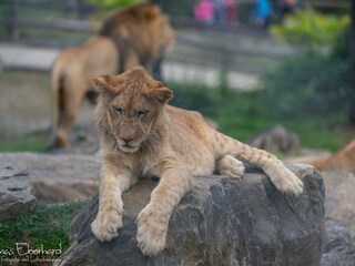 Appartamento per vacanze Nestelbach bei Graz Ambiente 32