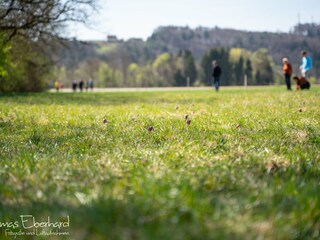 Appartamento per vacanze Nestelbach bei Graz Ambiente 39