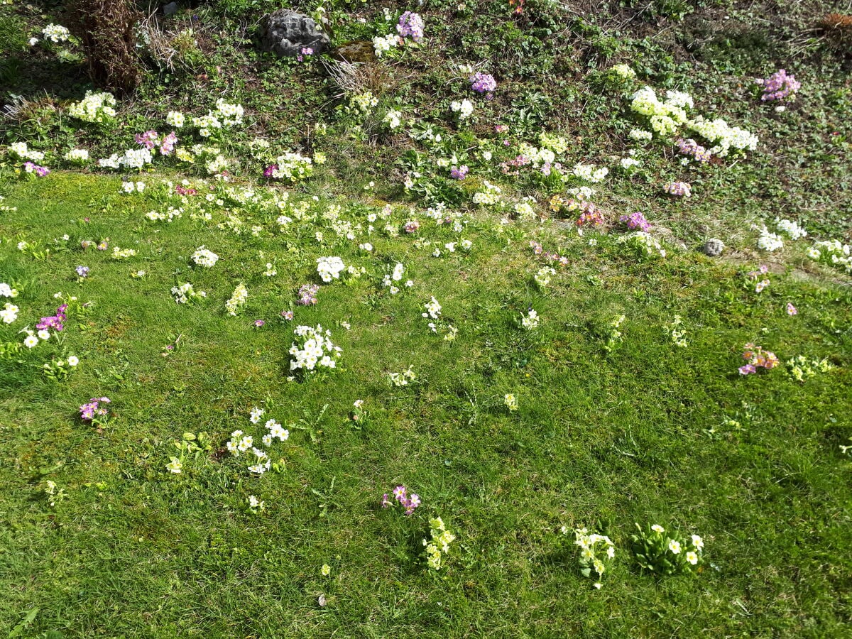 Priemele im Garten