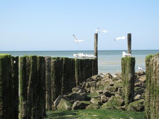 Appartamento per vacanze Oostkapelle Ambiente 12