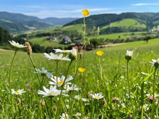 Appartamento per vacanze Zell am Harmersbach Ambiente 24