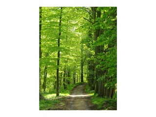 Ein verwunschener Waldweg führt Sie direkt zum Strand