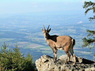 Chalet Pöllau Ambiente 35