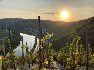Apartamento de vacaciones Ürzig Entorno 22