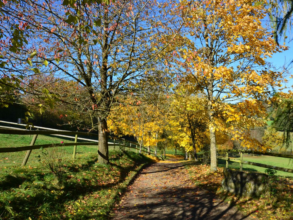 Pfauenweg im Herbst