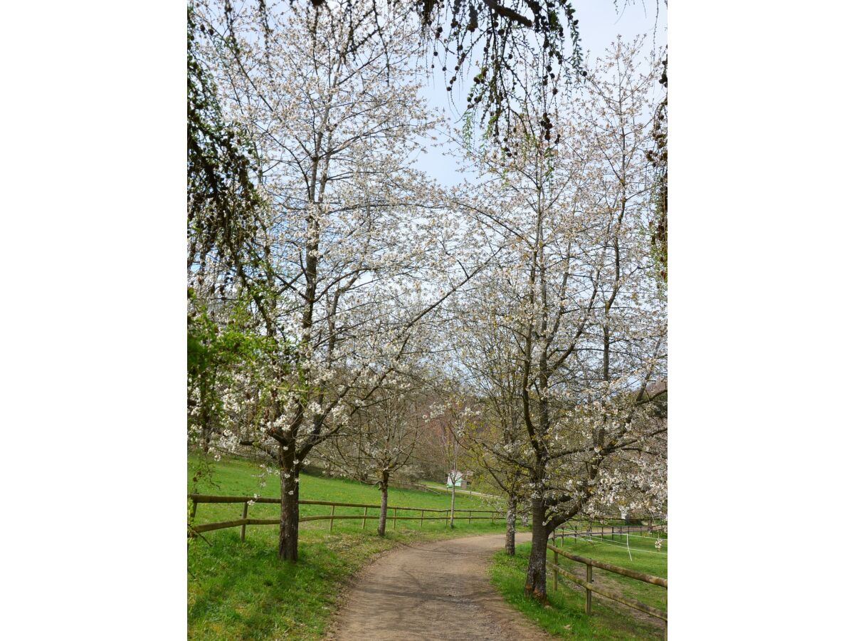 Der Pfauenweg im Frühjahr in der Vulkaneifel