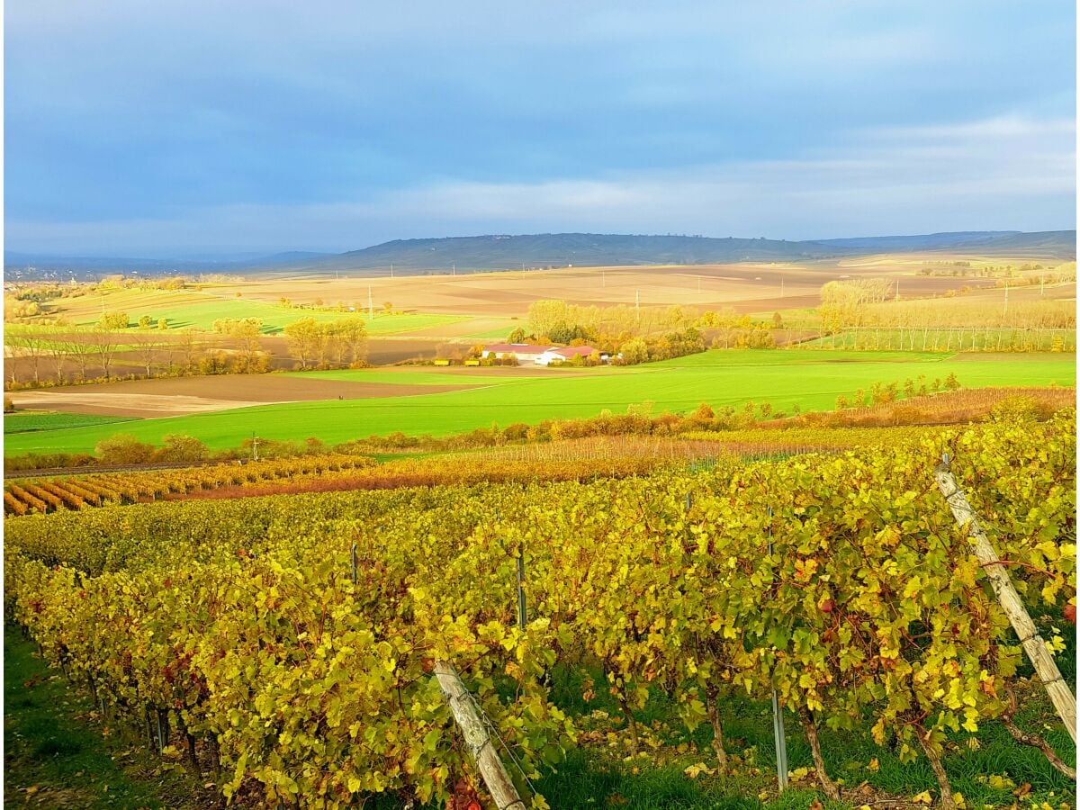 Weinberge rund um Sulzheim