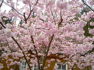 Harzer Frühling