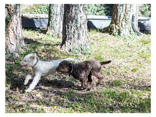 Appartamento per vacanze Comer See Registrazione all'aperto 9