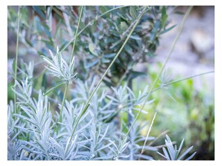 Appartamento per vacanze Comer See Registrazione all'aperto 11