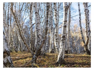 Appartamento per vacanze Comer See Ambiente 31