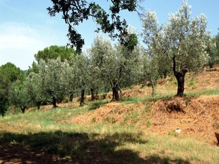 Maison de vacances Castiglion Fiorentino Environnement 27