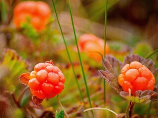 Apartment Sälen  17