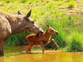 Appartement Sälen  14