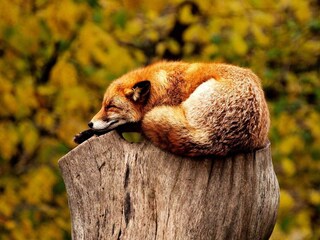 Appartement Sälen  6