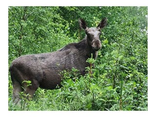 König der Wälder