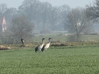 Kraniche auf dem Feld