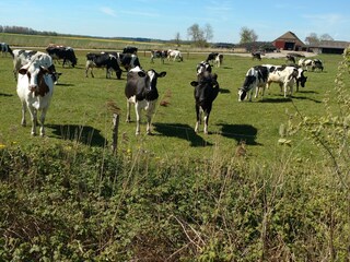Ferienhaus Neßmersiel Umgebung 30