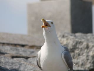 Ferienhaus Neßmersiel Umgebung 31